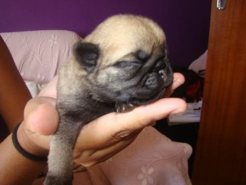 Lindos Filhotes PUG DOG (macho)