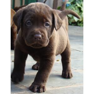 Filhotes de LABRADOR chocolate (macho ou Femea)vacinado